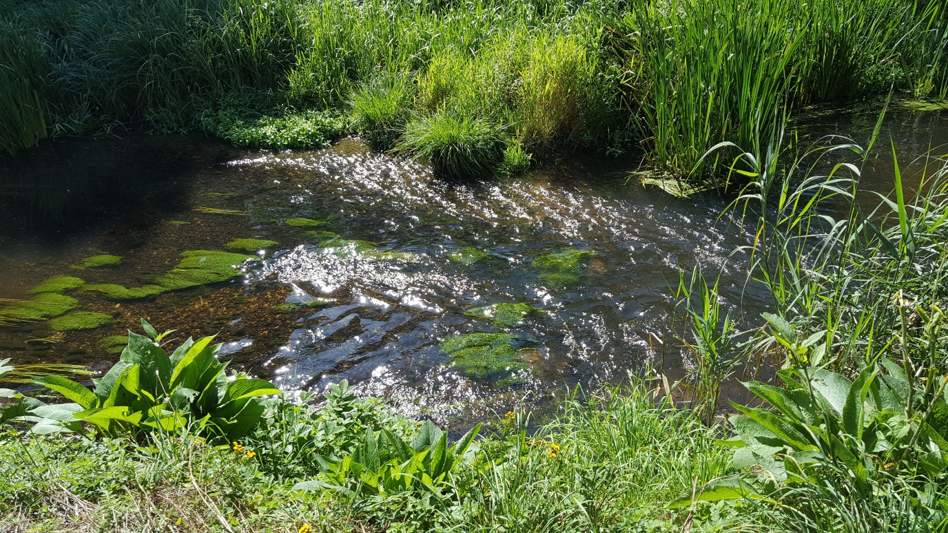 Chalk Streams Film